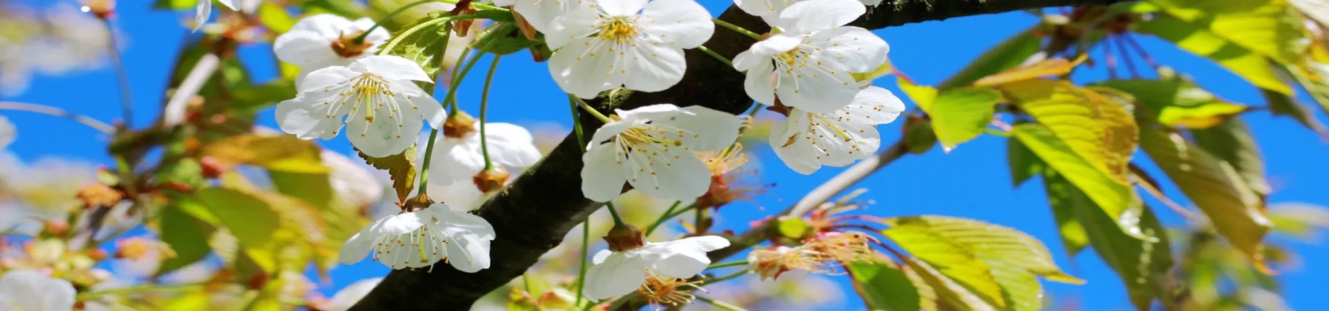 Top Germany Guide banner